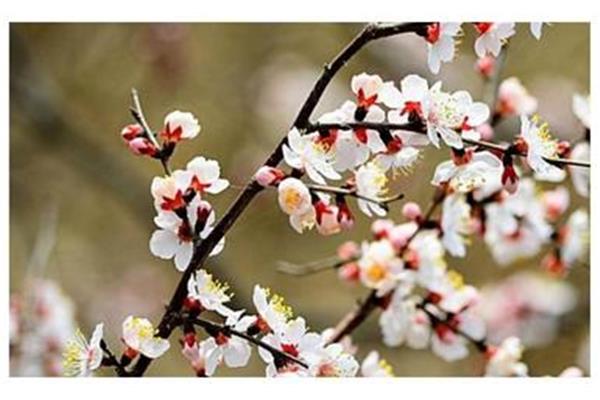 杏花的诗句