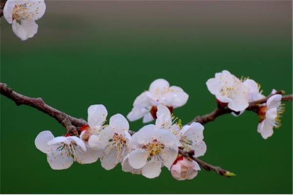 杏花的诗句