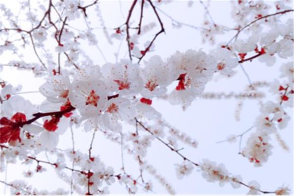 杏花的诗句