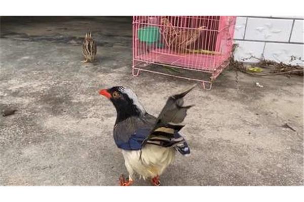 鹌鹑认识主人吗