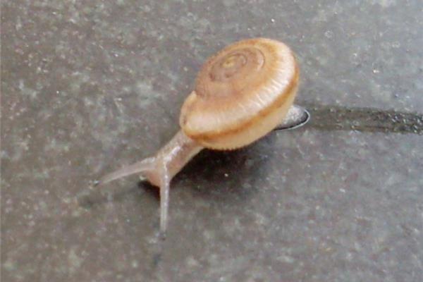 小蜗牛图片
