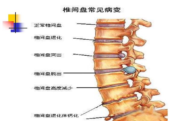 腰椎多少节