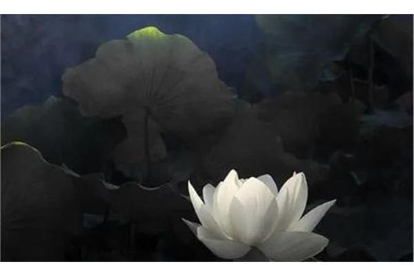 采莲曲古诗意思