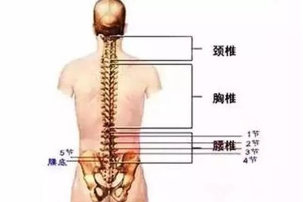 腰椎多少节