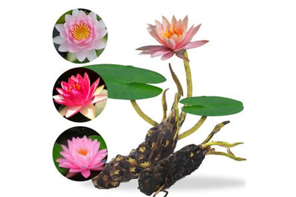 睡莲的种植方法