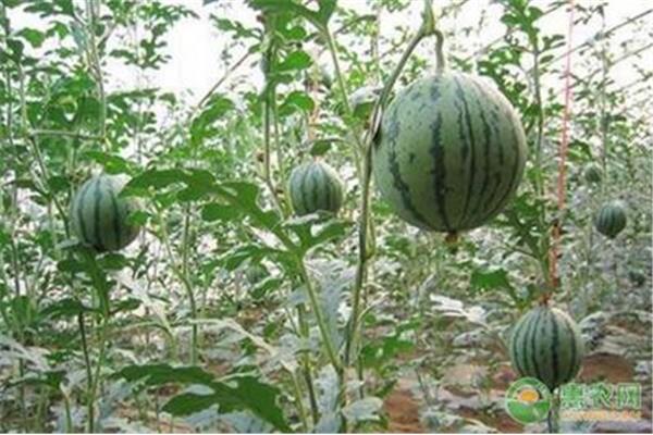 甜瓜栽培技术