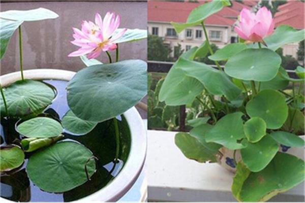 睡莲的种植方法
