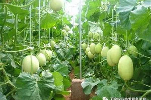 甜瓜栽培技术