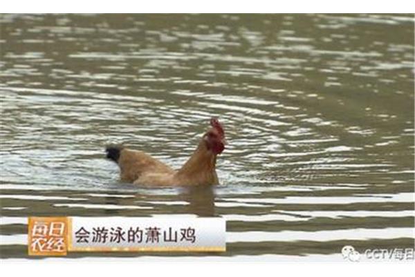鸡会游泳吗