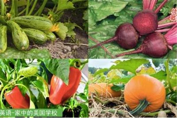 蔬菜英语怎么写