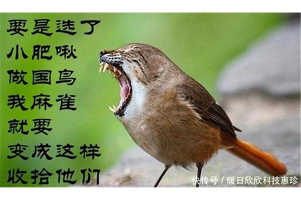 我变成了小鸟
