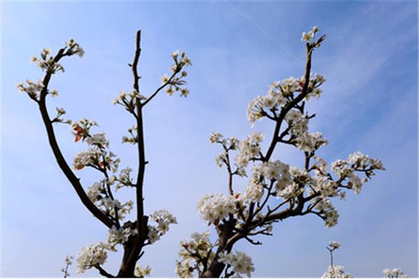 走在春天里
