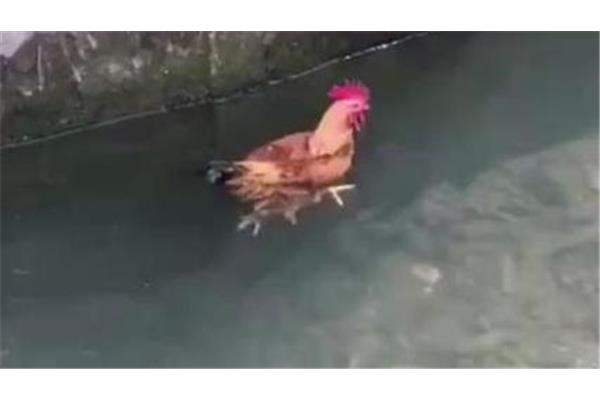 鸡会游泳吗