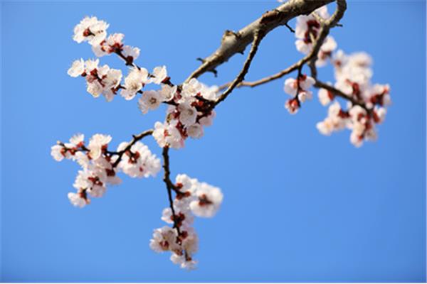 走在春天里