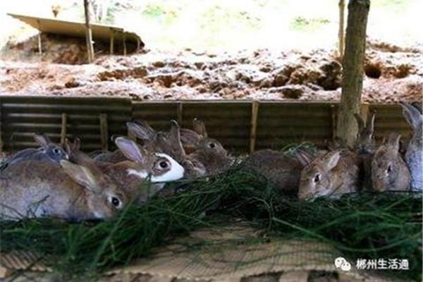 野兔怎么做