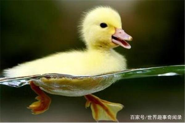 鸡会游泳吗
