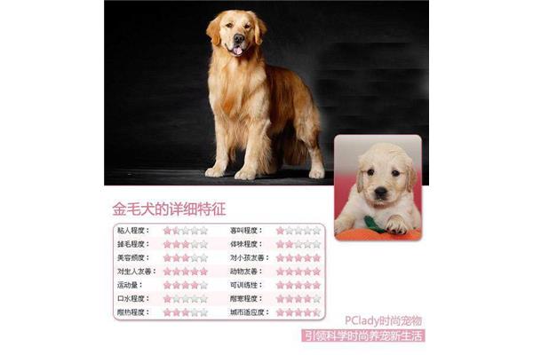 金毛犬的特点