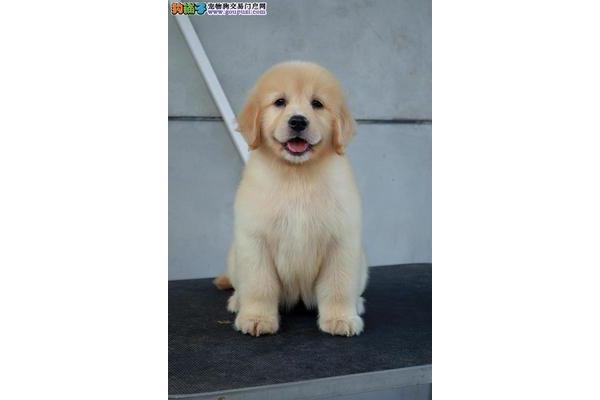 金毛犬的特点