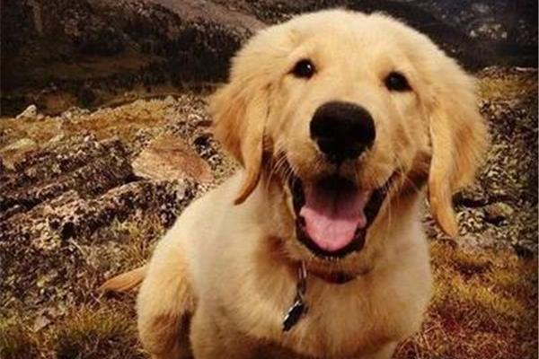 金毛犬的特点