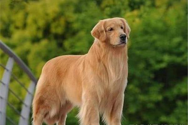 金毛犬的特点