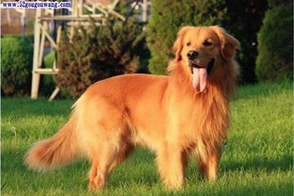 金毛犬的特点