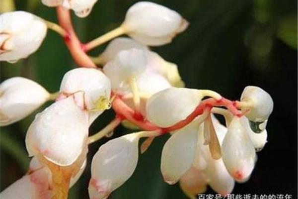豆蔻年华的意思