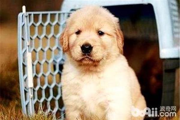 金毛犬的特点