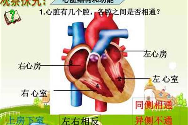 心脏有几个心房