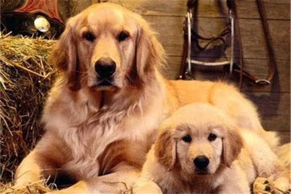 金毛犬的特点