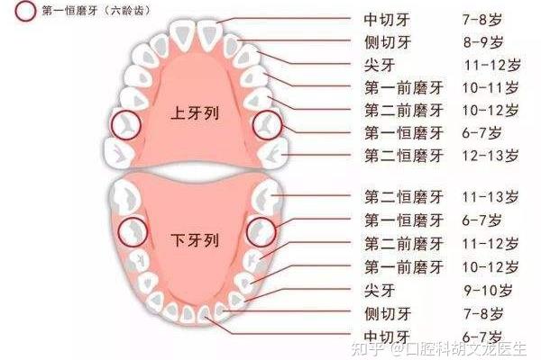 智齿有几颗