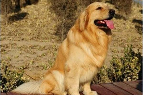 金毛犬的特点