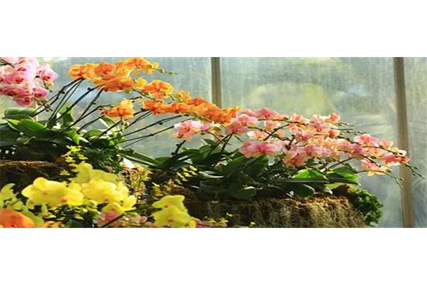 芬芳的近义词