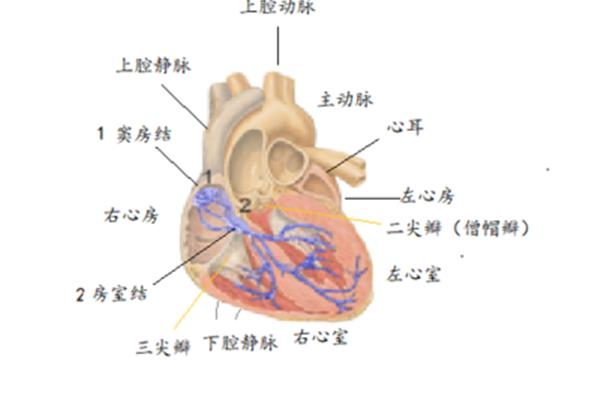 心脏有几个心房