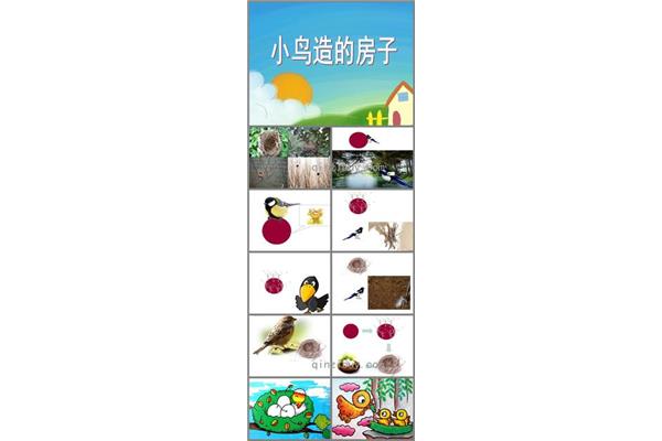 小鸟学本领