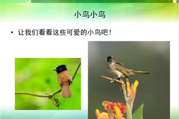 小鸟学本领