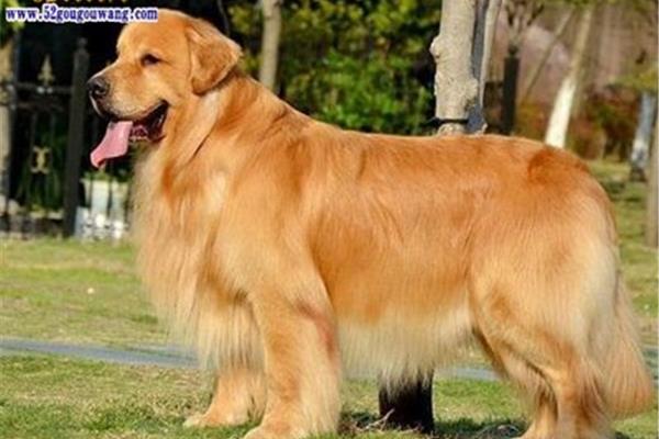 金毛犬的特点