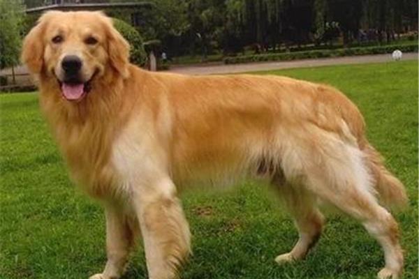 金毛犬的特点
