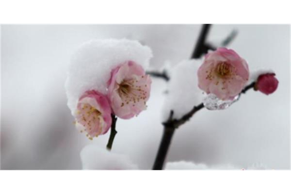 梅花的资料