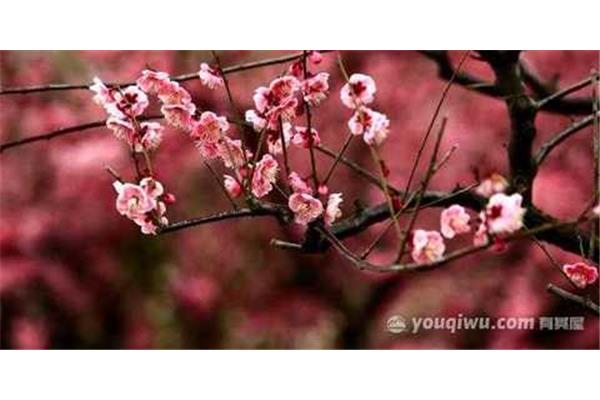 梅花的资料