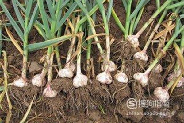 怎么种大蒜