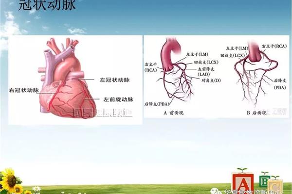 心脏和血管