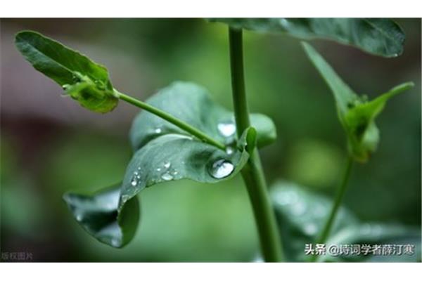 关于春雨的诗句