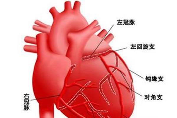 心脏和血管