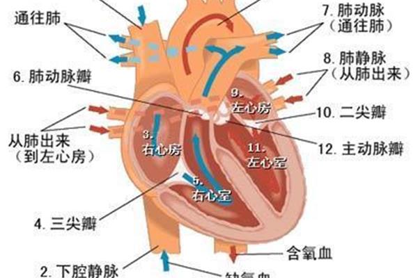 心脏和血管
