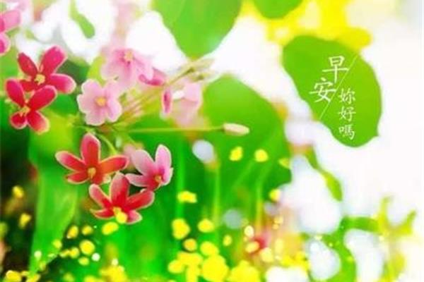 关于花的祝福语