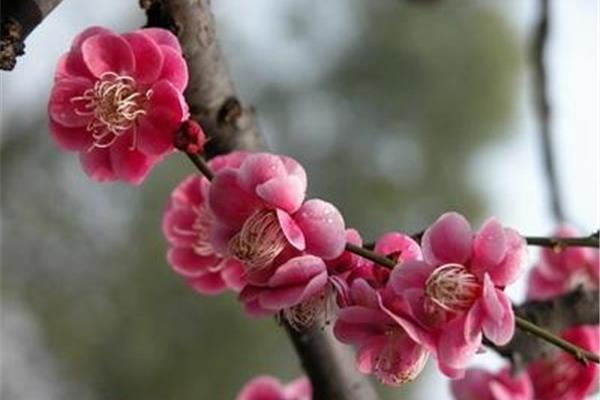 梅花的资料