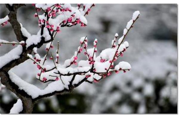 梅花的资料