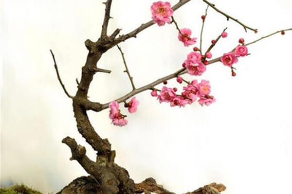 梅花的资料