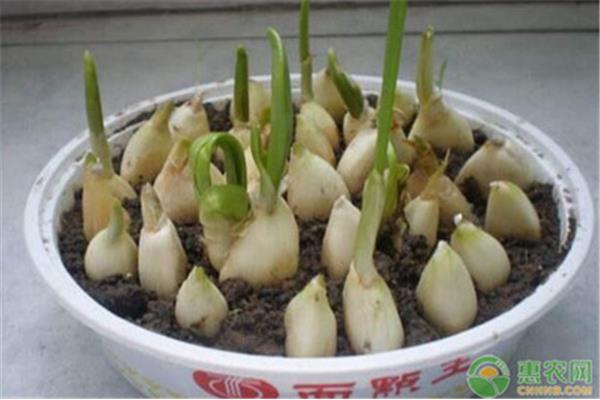 怎么种大蒜