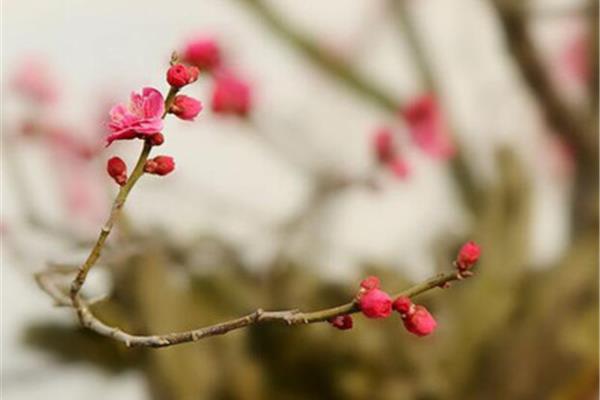 梅花的资料